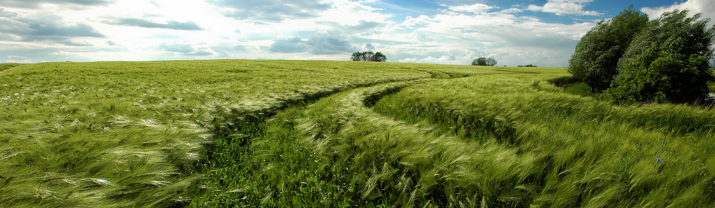 Feld bei Stavenhagen