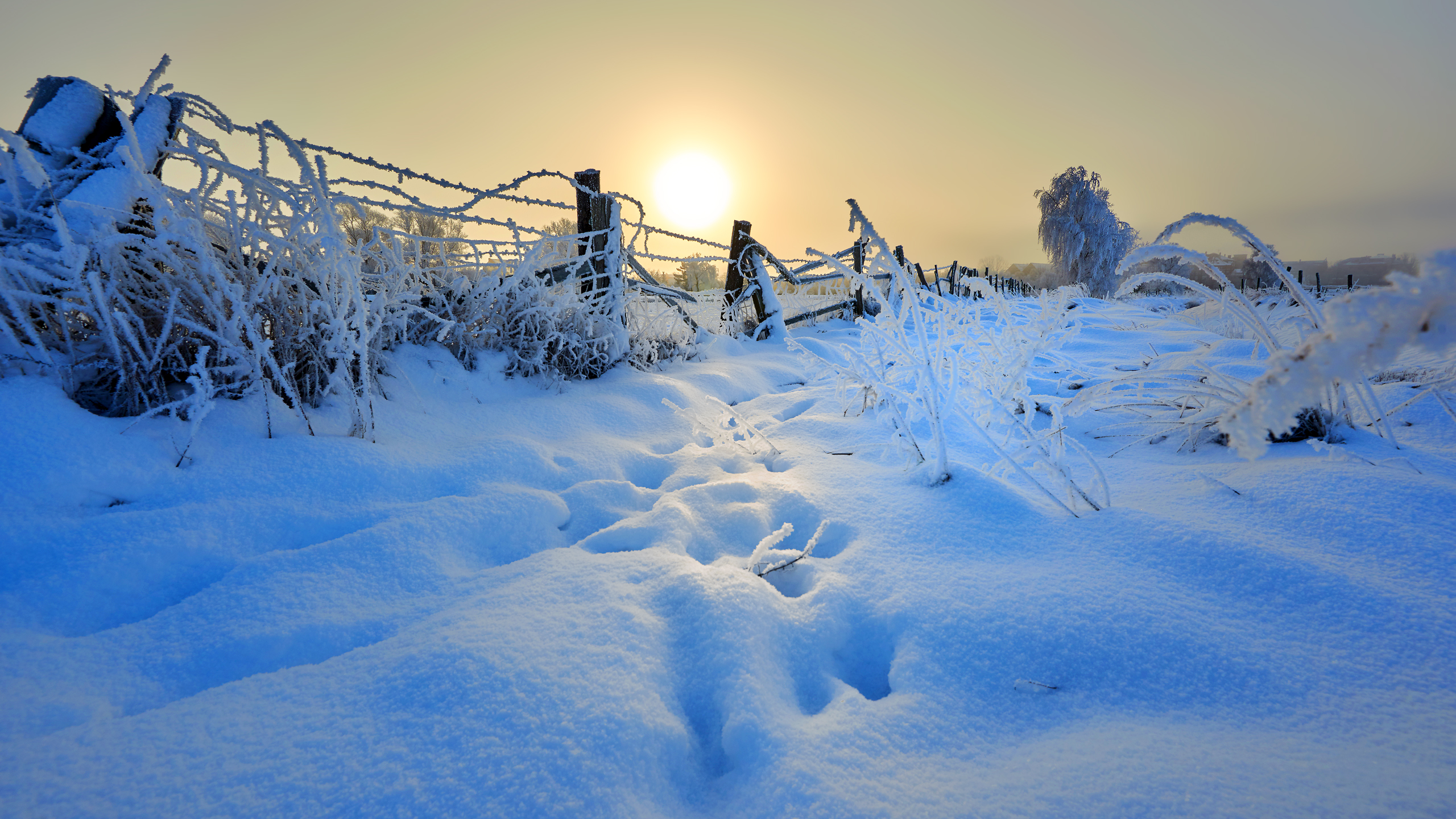 Wintermorgen auf den Wiesen vor Greifswald